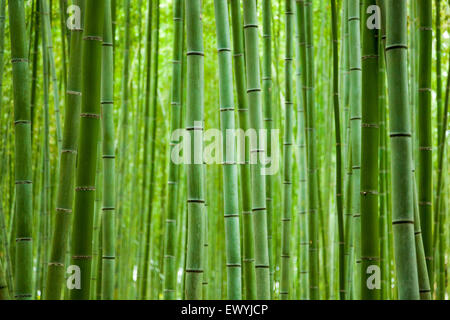 Dans la forêt de bambous d'Arashiyama, Kyoto, Japon Banque D'Images