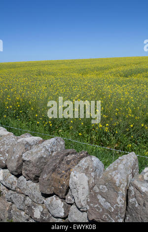 Un mur de pierre en face d'un champ de colza jaune avec un fond d'un ciel bleu clair Banque D'Images