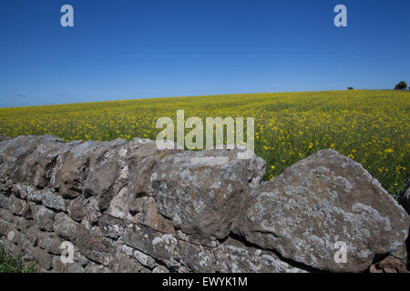 Un mur de pierre en face d'un champ de colza jaune avec un fond d'un ciel bleu clair Banque D'Images