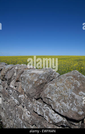 Un mur de pierre en face d'un champ de colza jaune avec un fond d'un ciel bleu clair Banque D'Images