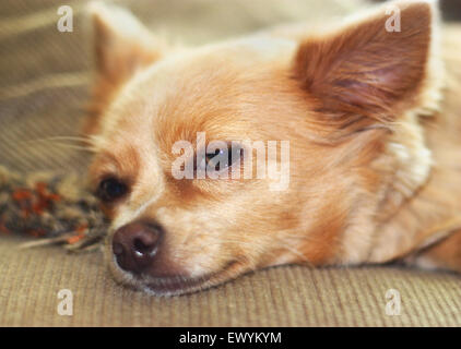 Mignon chiot chihuahua sieste sur le canapé. Banque D'Images