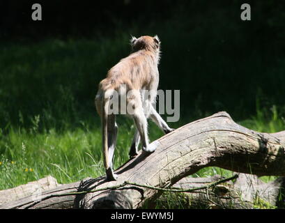 La masse africaine, Patas singe ou Wadi monkey (Erythrocebus patas) à l'affût sur une souche d'arbre Banque D'Images