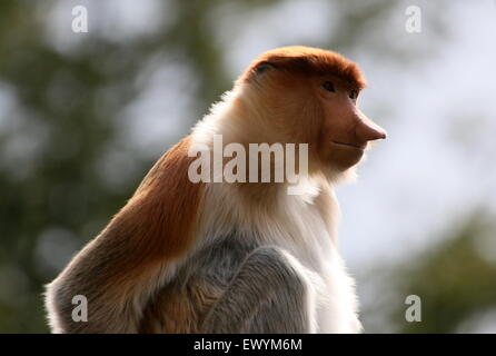 Les jeunes asiatiques masculins ou Proboscis Monkey long nez (Nasalis larvatus) dans un arbre Banque D'Images