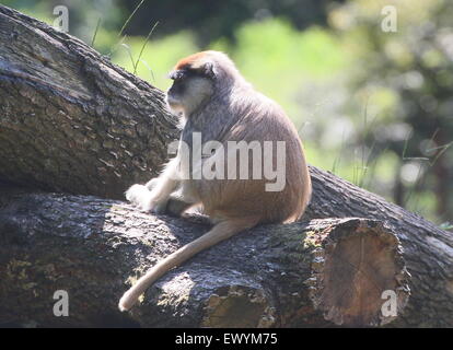 La masse africaine, Patas singe ou Wadi monkey (Erythrocebus patas) Banque D'Images