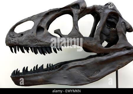 Tête de squelette de dinosaure Allosaurus modèle, Dinosaur Ridge Discovery Centre, Morrison, Colorado USA Banque D'Images