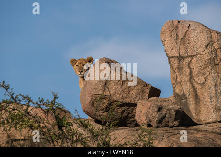 Lion cub à autour de rock au sommet d'une colline, le Parc National du Serengeti, Tanzanie Banque D'Images