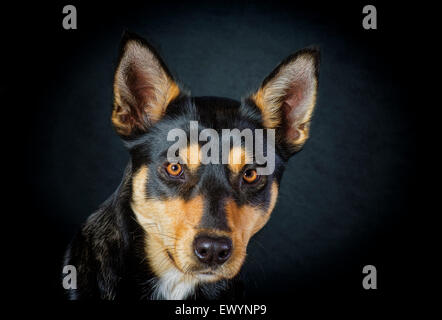 Portrait of Australian Kelpie chien Banque D'Images