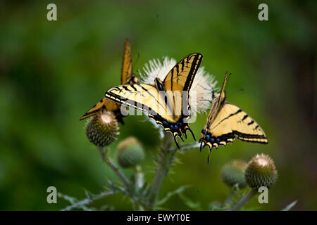 Trois papillons machaons tiger sur une fleur de chardon. Banque D'Images