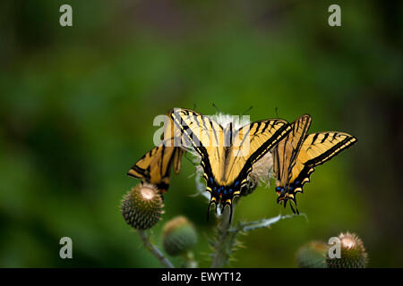 Trois tiger swallowtail papillons se nourrissent d'une fleur de chardon. Banque D'Images