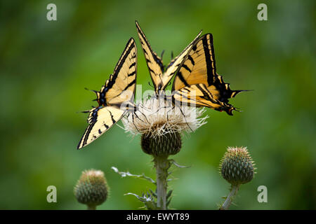 Trois papillons machaons tigre blanc se nourrissant de fleurs de chardon. Banque D'Images