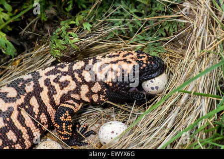 Heloderma suspectum suspectum Gila Monster Tucson, Arizona, United States 13 juin adulte (retuiculated) Formulaire de Gambel manger Banque D'Images