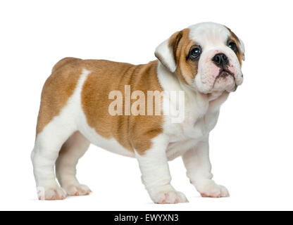 Chiot bouledogue anglais in front of white background Banque D'Images