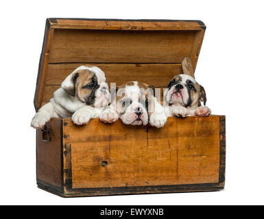 Bulldog anglais chiots dans un coffre en bois in front of white background Banque D'Images