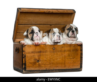 Bulldog anglais chiots dans un coffre en bois in front of white background Banque D'Images