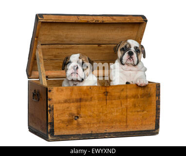 Bulldog anglais chiots dans un coffre en bois in front of white background Banque D'Images