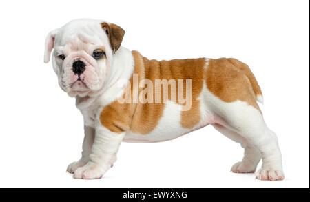 Chiot bouledogue anglais in front of white background Banque D'Images