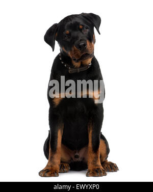 Rottweiler (9 mois) assis devant un fond blanc Banque D'Images