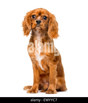 Cavalier King Charles Spaniel (8 mois) en face d'un fond blanc Banque D'Images