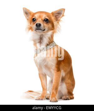 Chihuahua (2 ans) en face d'un fond blanc Banque D'Images