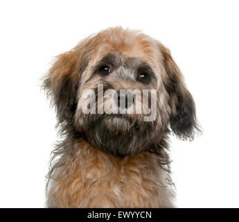 Havanese puppy (4 mois) en face d'un fond blanc Banque D'Images