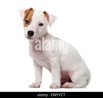 Jack Russell Terrier puppy (2 mois) en face d'un fond blanc Banque D'Images