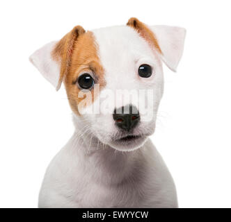 Jack Russell Terrier puppy (2 mois) en face d'un fond blanc Banque D'Images