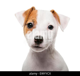 Jack Russell Terrier puppy (2 mois) en face d'un fond blanc Banque D'Images