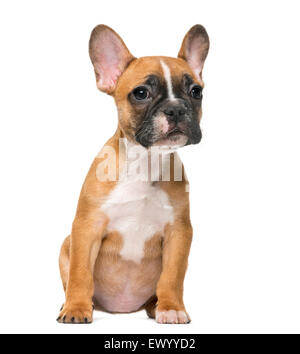 Bouledogue français chiot in front of white background Banque D'Images