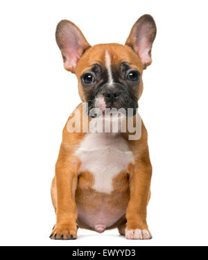 Bouledogue français chiot in front of white background Banque D'Images