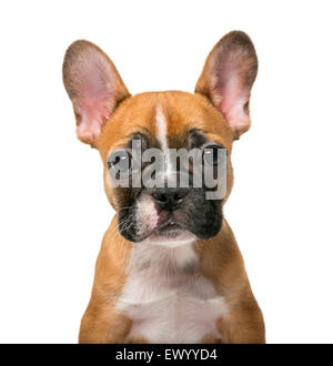 Bouledogue français chiot in front of white background Banque D'Images