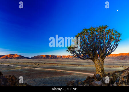 Quiver Tree ou kokerboom (Aloe dichotoma) en face de montagnes dans Rooirand soir lumière, Tiras Mountains, Namibie Banque D'Images