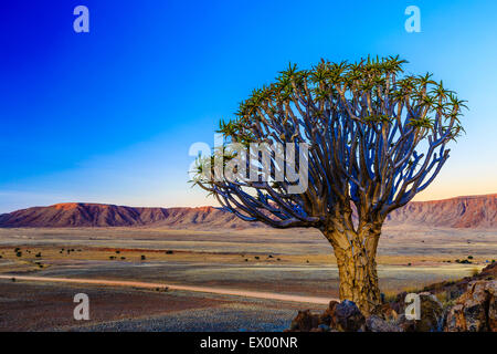 Quiver Tree ou kokerboom (Aloe dichotoma) en face de montagnes dans Rooirand soir lumière, Tiras Mountains, Namibie Banque D'Images