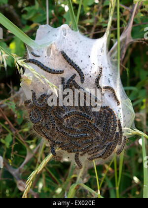 Un petit nid de chenilles, papillons Eggar Eriogaster lanestris dans une haie, Somerset, UK Banque D'Images