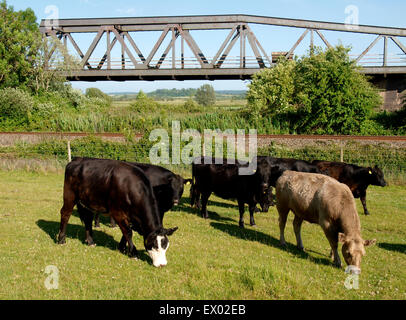 Le pâturage des vaches en face d'un pont ferroviaire sur la poutrelle par Somerset Levels, UK Banque D'Images