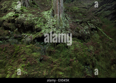 Les racines des arbres de la forêt couverte de lichen et de mousse verte Banque D'Images