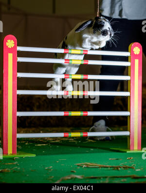 Saut d'événement au lapin ce week-end du monde animal. L'événement débute la Semaine de sensibilisation de lapin qui va du 9-17ème mai. Le saut de lapin a lieu à ExCeL London ce week-end dans le cadre du London Pet Show. Banque D'Images