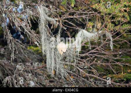 Usnea barbata Banque D'Images