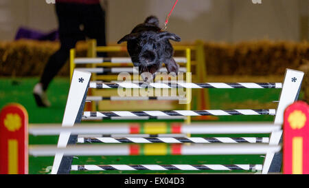 Saut d'événement au lapin ce week-end du monde animal. L'événement débute la Semaine de sensibilisation de lapin qui va du 9-17ème mai. Le saut de lapin a lieu à ExCeL London ce week-end dans le cadre du London Pet Show. Banque D'Images