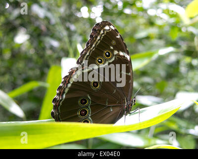 Owl, papillon Caligo sp., dans la forêt amazonienne. Le parc Madidi, Santa Cruz de la région. La Bolivie. Banque D'Images