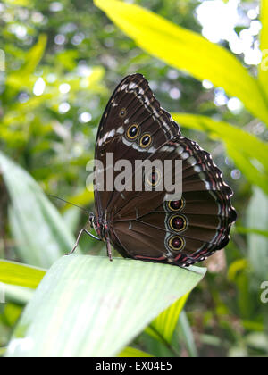 Owl, papillon Caligo sp., dans la forêt amazonienne. Le parc Madidi, Santa Cruz de la région. La Bolivie. Banque D'Images