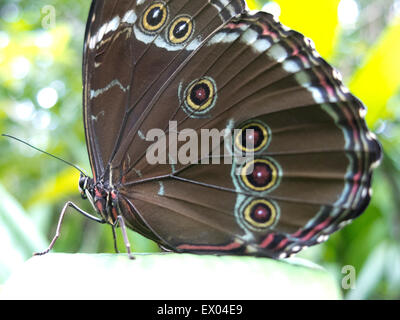 Owl, papillon Caligo sp., dans la forêt amazonienne. Le parc Madidi, Santa Cruz de la région. La Bolivie. Banque D'Images