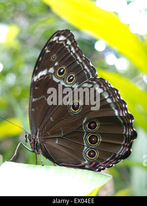 Owl, papillon Caligo sp., dans la forêt amazonienne. Le parc Madidi, Santa Cruz de la région. La Bolivie. Banque D'Images