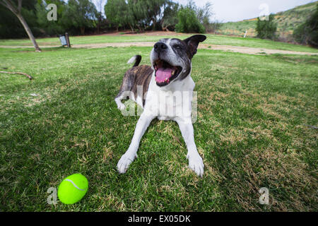 Portrait de vieux chien couché dans parc avec balle de tennis Banque D'Images