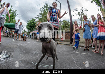 Un Italien whippet lors d'une exposition canine à concurrence d'une partie de la rue de Londres Banque D'Images