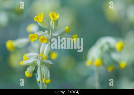 (Primula Veris Cowslips) croissant dans des bois taillis près de régler, Craven Yorkshire Dales, District, North Yorkshire, UK Banque D'Images