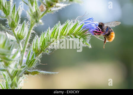 Un wild wet bee gathering pollen sur une fleur blueweed Banque D'Images