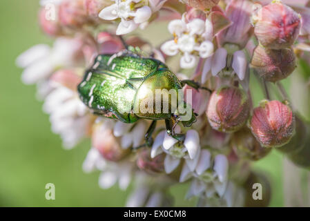 Macro photo d'une couverture verte (Coléoptère Cetonia aurata) manger une fleur asclépiade rose sous le chaud soleil de l'été dans le pré Banque D'Images