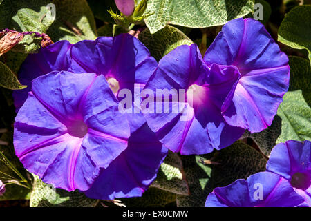 Blue Morning Glory Ipomoea indica Crète, Grèce Morning Glory Flower Banque D'Images