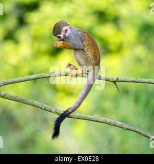 Portrait de singe écureuil (Saimiri sciureus) assis sur une branche d'arbre Banque D'Images