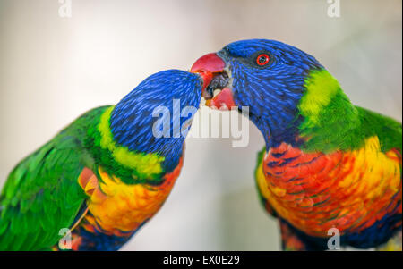 Deux têtes pourpres arc-en-ciel (Trichoglossus haematodus moluccanus) échange de nourriture Banque D'Images